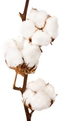 Органический хлопок