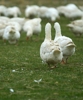 Экоподушка пуховая трехкамерная Oeko